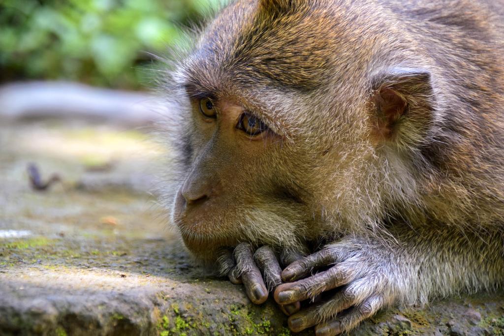 Rahayu Suites Monkey Forest Ubud Extérieur photo